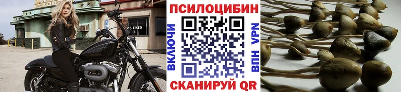 Галлюциногенные грибы Psilocybe  наркотики  Кизилюрт 